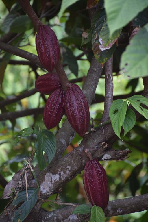 Finca San Rafael - Cafe Y Cacao Minca Εξωτερικό φωτογραφία