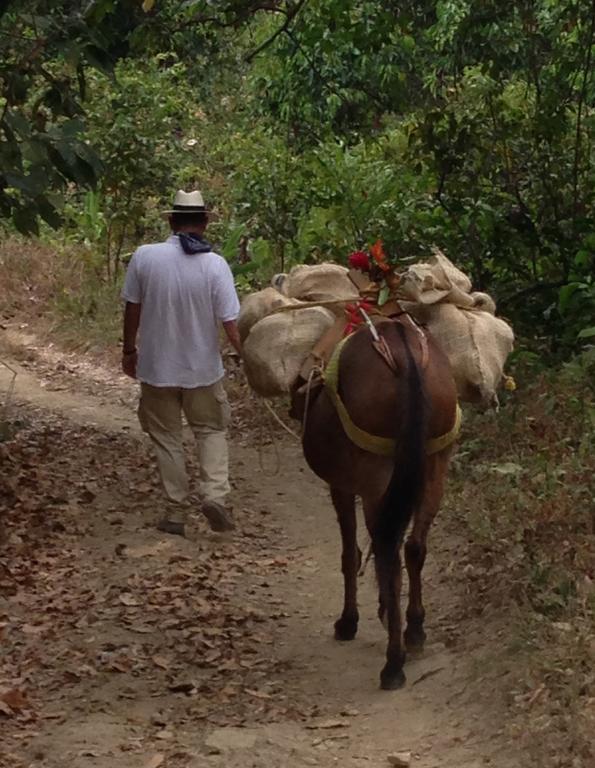 Finca San Rafael - Cafe Y Cacao Minca Εξωτερικό φωτογραφία